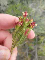 Passerina galpinii