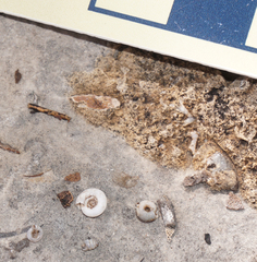 Gastrocopta contracta