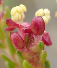 Passerina galpinii
