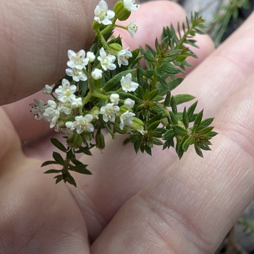 Image of heath platysace by (c) Alesha Teitzel, some rights reserved (CC BY)