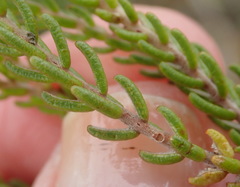 Passerina galpinii