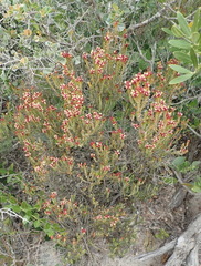 Passerina galpinii