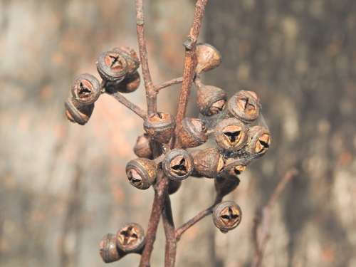 Eucalyptus longirostrata, photograph 1