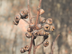 Eucalyptus longirostrata, photograph (c) Scott W. Gavins, some rights reserved (CC BY)