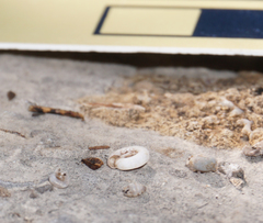 Helicodiscus parallelus