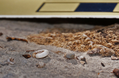 Helicodiscus parallelus