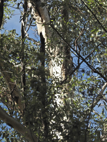 Eucalyptus longirostrata, photograph 3