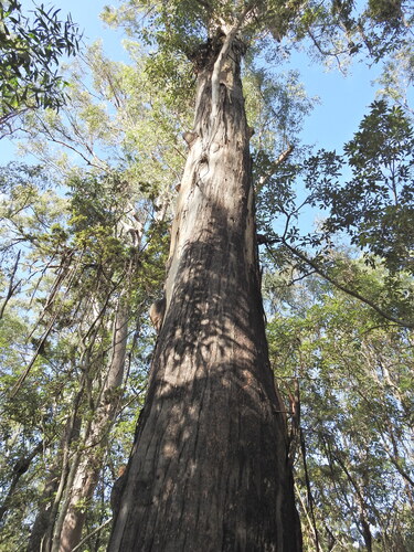 Eucalyptus longirostrata, photograph 2