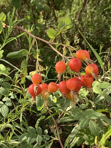 iNaturalist observation photo of California Wild Rose