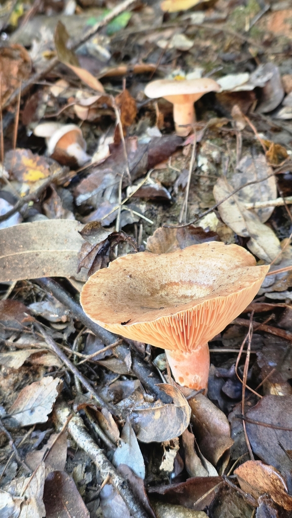 Lactarius deliciosus · May 2025 · photo: © psmaass (iNaturalist, cc-by-sa)
