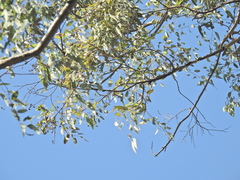 Eucalyptus longirostrata, photograph (c) Scott W. Gavins, some rights reserved (CC BY)