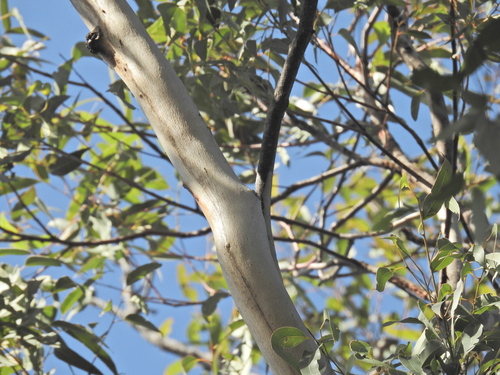 Eucalyptus longirostrata, photograph 5