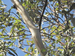 Eucalyptus longirostrata, photograph (c) Scott W. Gavins, some rights reserved (CC BY)