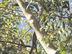Eucalyptus longirostrata