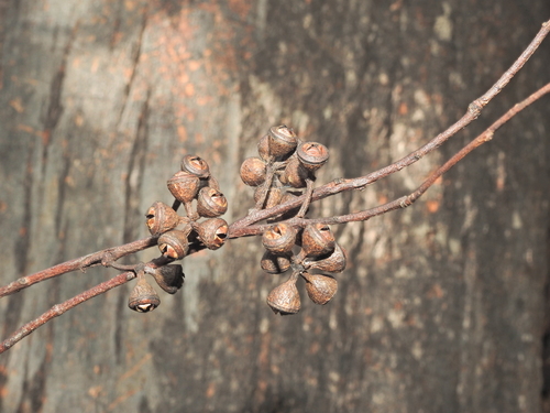 Eucalyptus longirostrata, photograph 6