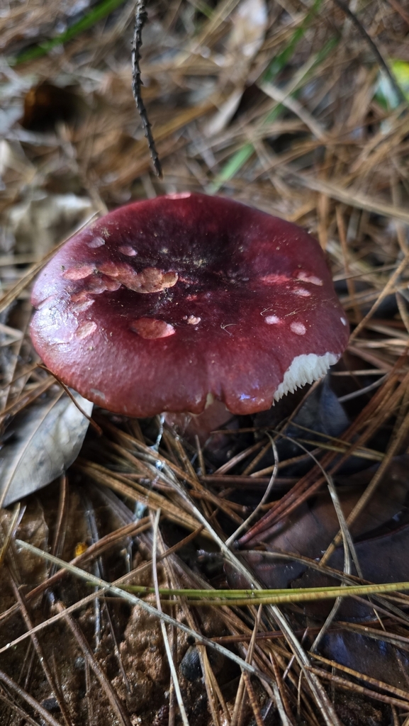 Russula sardonia · May 2025 · photo: © psmaass (iNaturalist, cc-by-sa)