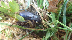 Coleoptera