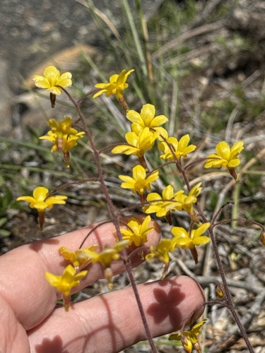 Siskiyou inside-out-flower (Vancouveria chrysantha)