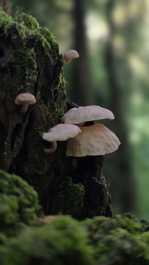 Marasmiellus alliiodorus · May 2025 · photo: © psmaass (iNaturalist, cc-by-sa)