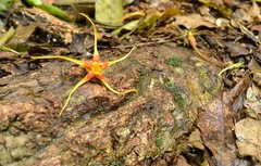Strophanthus speciosus