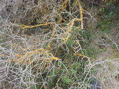 Dufourea
