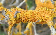 Dufourea