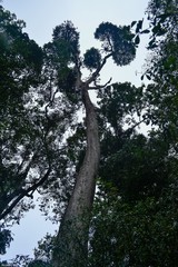 Cussonia sphaerocephala