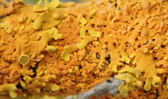 Dufourea