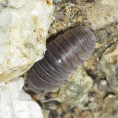 Venezillo arizonicus