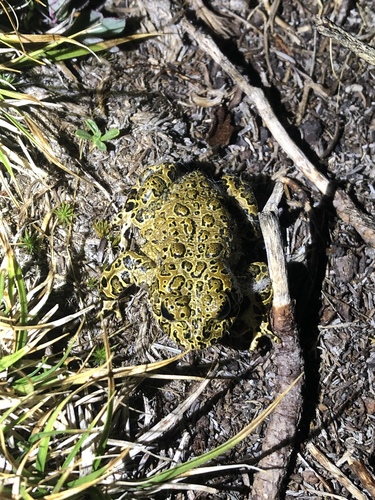 iNaturalist observation photo of Yosemite Toad