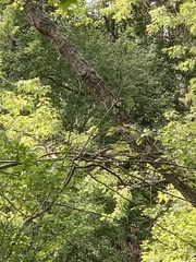 Cardinalis cardinalis