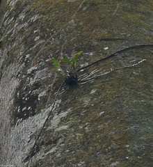 Polystachya sandersonii