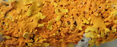 Dufourea