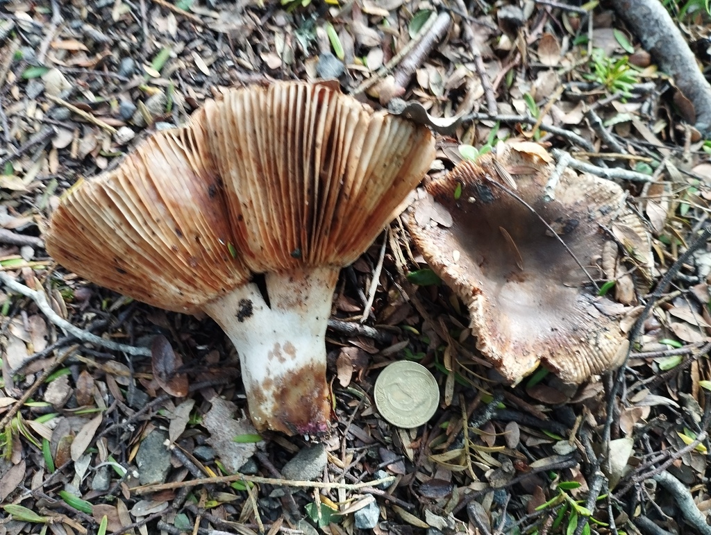 Russula vinaceocuticulata · May 2025 · photo: © geoffr (iNaturalist, cc0)