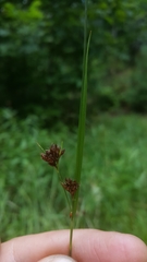 Rhynchospora glomerata