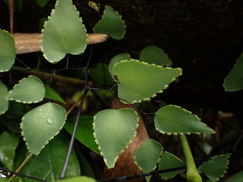 Adiantum subcordatum, photograph 2