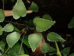 (c) agujaceratops, some rights reserved (CC BY) Adiantum subcordatum, photograph (c) agujaceratops, some rights reserved (CC BY)