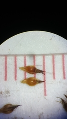 Rhynchospora glomerata