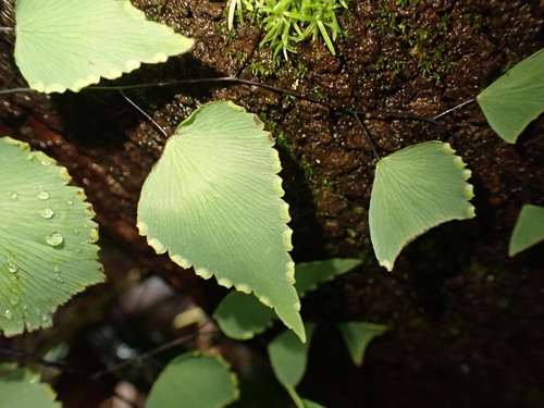 Adiantum subcordatum, photograph 3