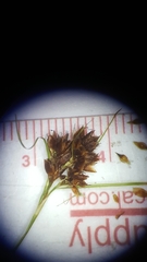 Rhynchospora glomerata