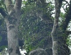 Bulbophyllum scaberulum