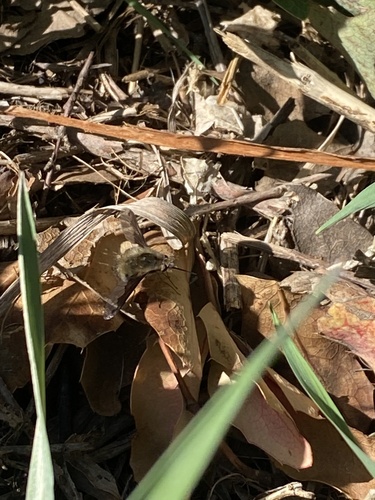 Unknown species found near Caribou-Targhee National Forest, Pocatello, ID, US