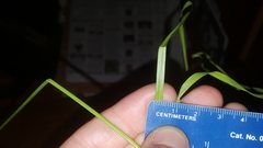 Rhynchospora glomerata