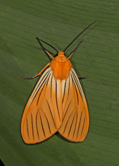 Pseudischnocampa nervosa