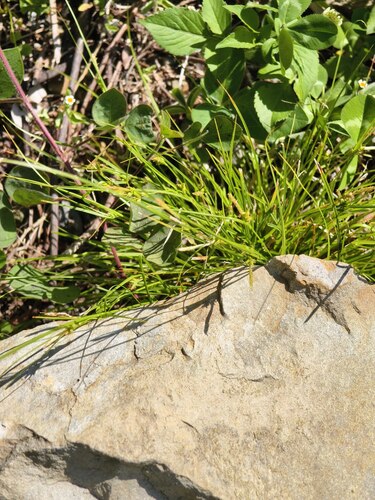 Carex macrandrolepis iNat (2)