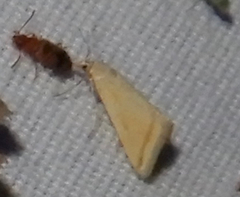 Microtheoris