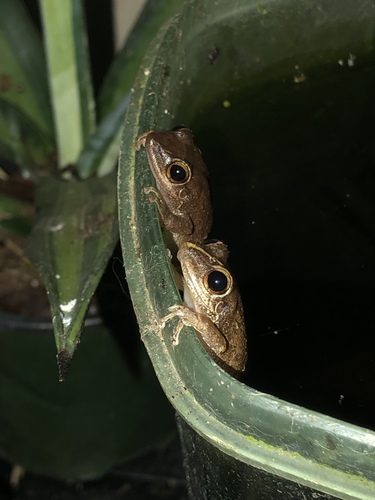 Common Coqui, Puerto Rico, photo 9 of 10