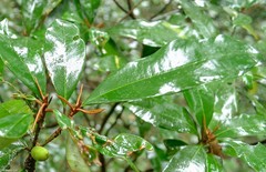 Englerophytum natalense