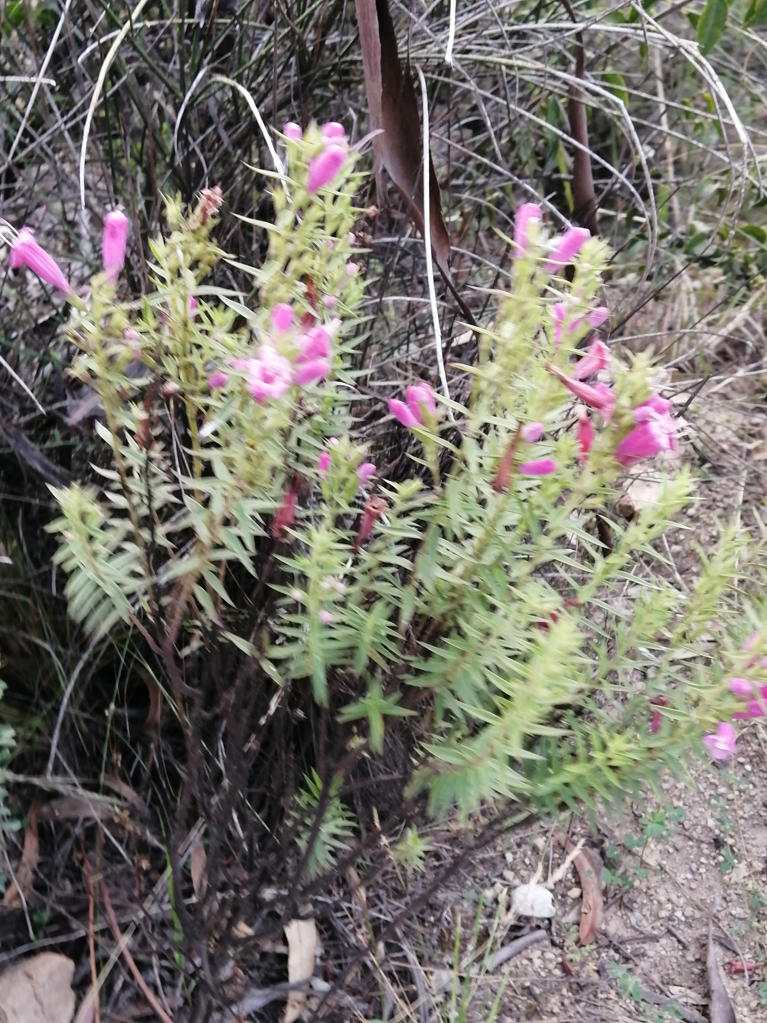 Agalinis bangii