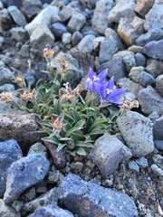 Campanula scabrella